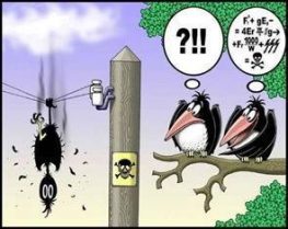 The Most Foolish Bird